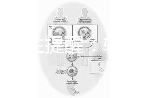 兒科醫生提醒:輪狀疫苗有不良反應,輕微表現持續時間短