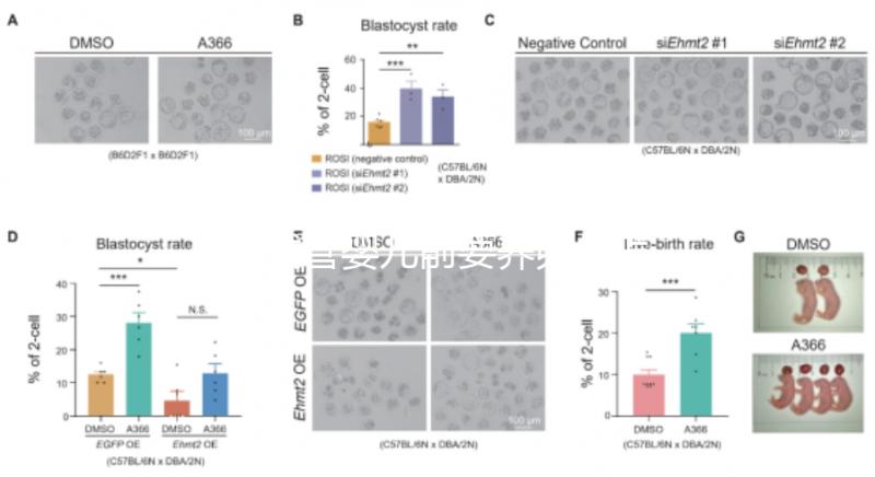 做試管嬰兒前要養卵，怎么做？趕緊來看看這些方法！