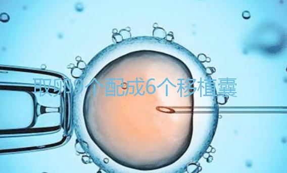 取卵9個配成6個移植囊胚成功率不高？專家：做三代試管夠了