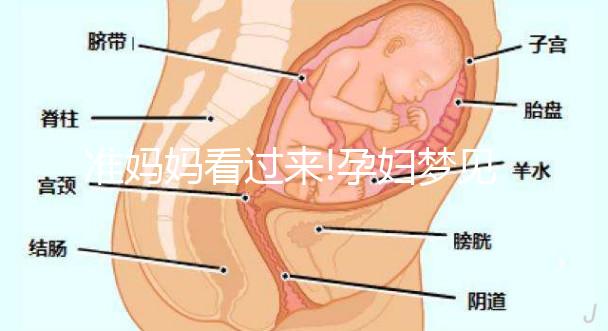 準(zhǔn)媽媽看過來!孕婦夢(mèng)見兔子的7情形胎夢(mèng)寓意解讀