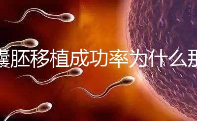 囊胚移植成功率為什么那么高?一期給你講明白!