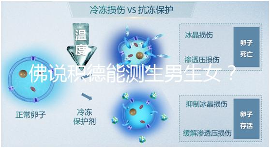 佛說積德能測生男生女？60秒說清楚胎兒性別是否天注定