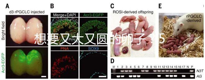 想要又大又圓的卵子？5個(gè)調(diào)理妙招備孕必備！