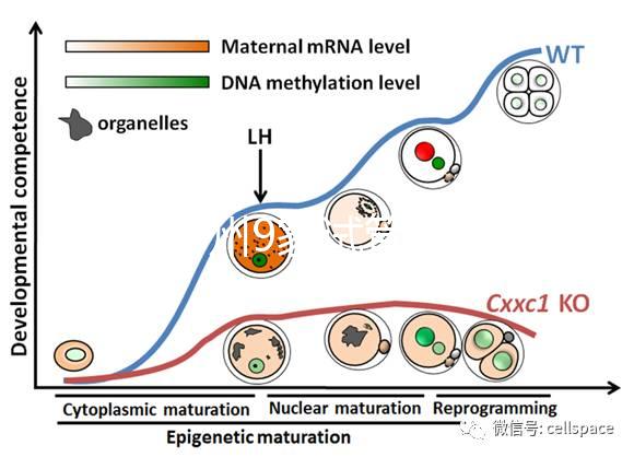 最新鄭州9家試管嬰兒醫院排名、哪家成功率最高