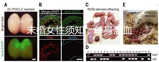 未婚女性須知，單身混血試管不是你想做就能做！
