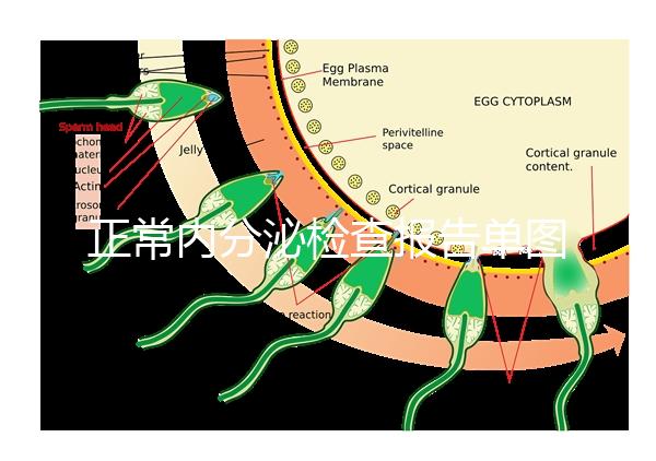 正常內(nèi)分泌檢查報(bào)告單圖片大全,一分鐘弄懂檢測結(jié)果怎么看