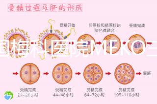 泰國梅科醫院MEKO三代試管嬰兒，不靠中介翻譯安心好孕