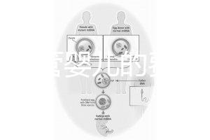泰國試管嬰兒的費(fèi)用(泰國試管嬰兒的費(fèi)用是多少?)