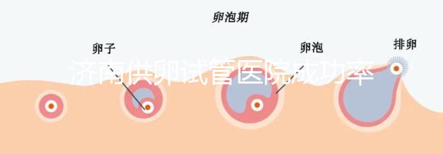 濟(jì)南供卵試管醫(yī)院成功率排名公布,私立機(jī)構(gòu)也不能包生男孩