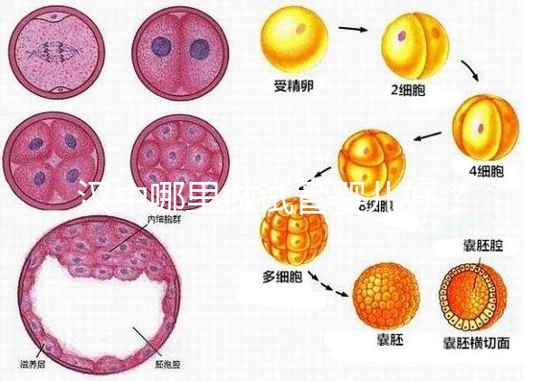 漢中哪里做試管嬰兒好？西京or唐都醫(yī)院是首選