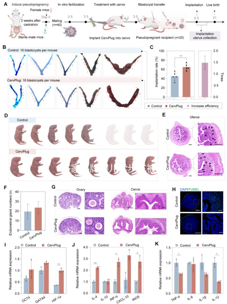 多家品牌嬰兒學(xué)步車被召回，過早使用危害真不小