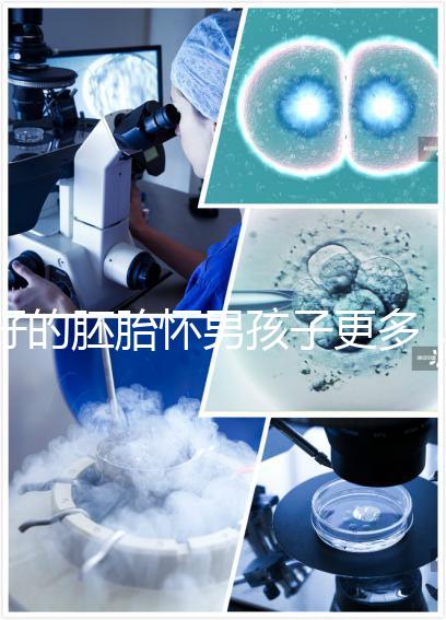 好的胚胎懷男孩子更多，驚呀！什么時候質量決定性別了