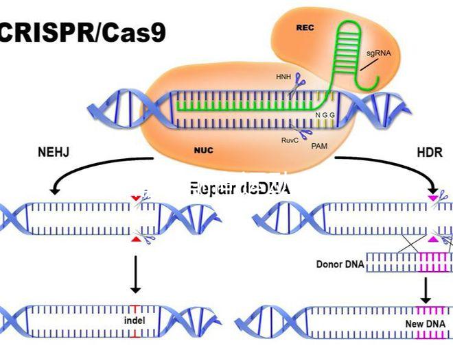 如果精子前向運(yùn)動(dòng)率低于19，就不要看這個(gè)弱精子看完了嗎？
