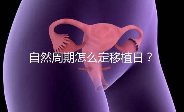 自然周期怎么定移植日？看排卵時間！胚胎或囊胚移植都不同！