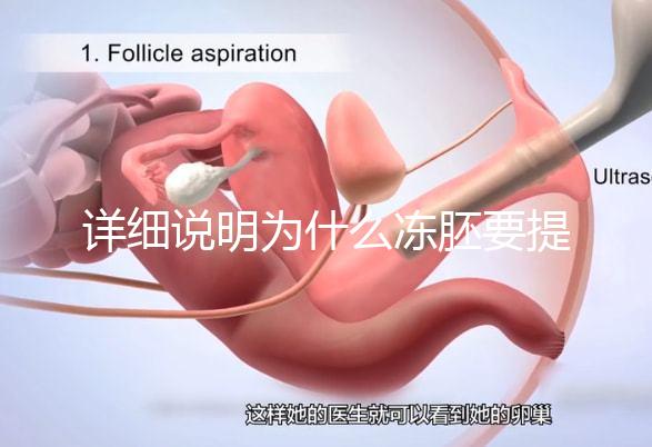 詳細說明為什么凍胚要提前一兩天解凍，有沒有影響一目了然